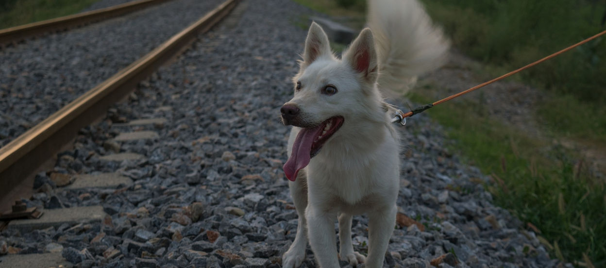White dog being walked by the train tracks