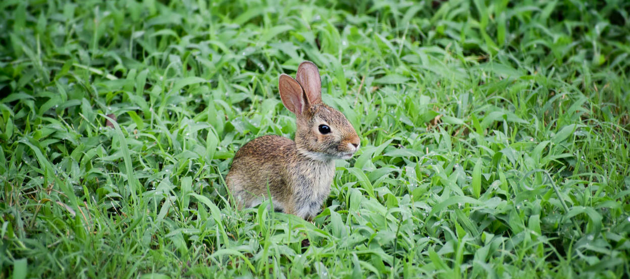 Rabbit in grass