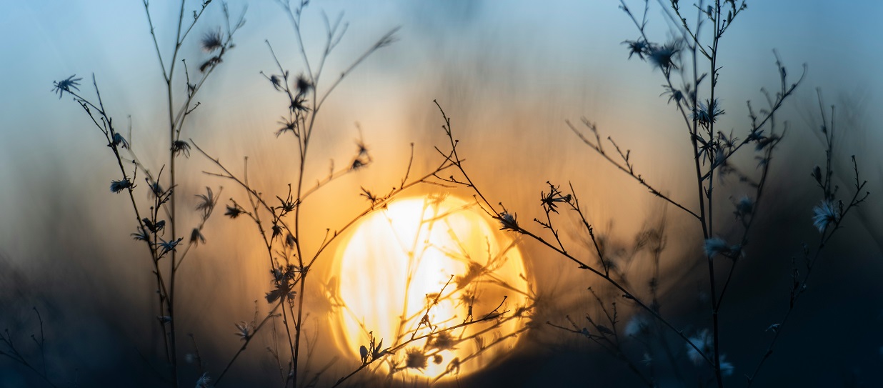 sun rising behind field