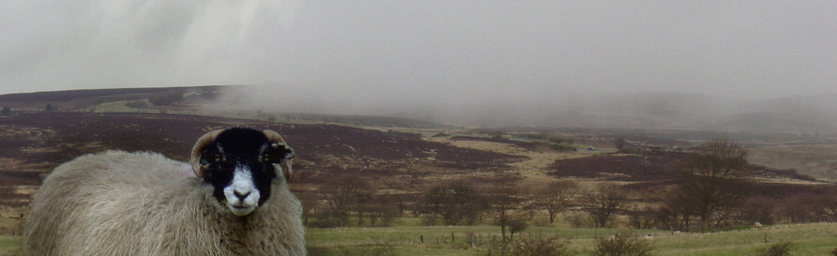 Sheep in the North Yorkshire moors