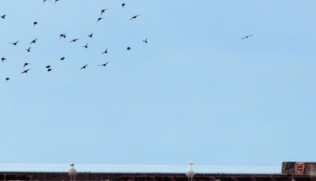 Lighthouse in Seaham with blue sky and seagulls